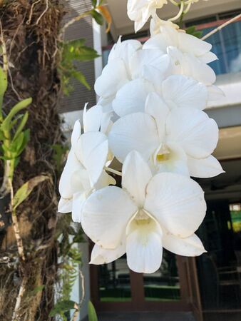 photo colored tropical flower in Thailandの写真素材
