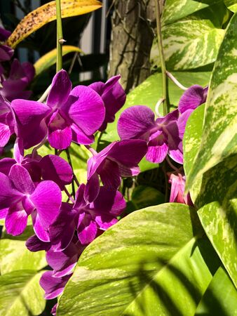 photo colored tropical flower in Thailandの写真素材