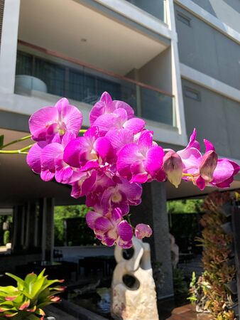 photo colored tropical flower in Thailandの写真素材
