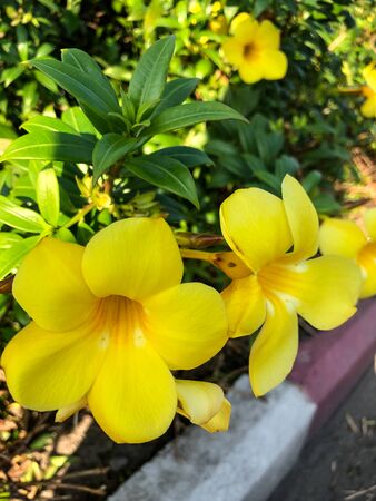 photo colored tropical flower in Thailandの写真素材