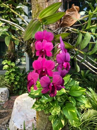 photo colored tropical flower in Thailandの写真素材