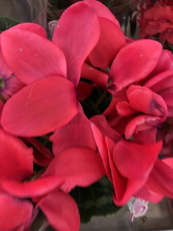 photo of home tropical plants and flowersの写真素材