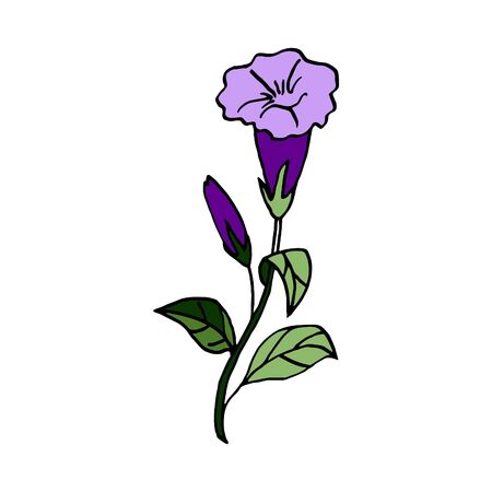 Isolated on white background picture petunia flower, hand-drawing, doodle, vectorのイラスト素材