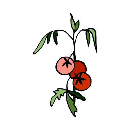 Isolated on white background picture tomatoes on a branch, hand-drawing, doodle, vectorのイラスト素材