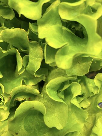 photo a lot of lettuce on the counter supermarketの写真素材