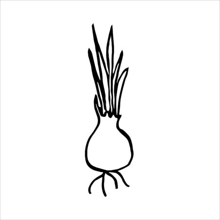 Isolated on white background picture onions with sprouts, hand-drawing, doodle, vectorのイラスト素材