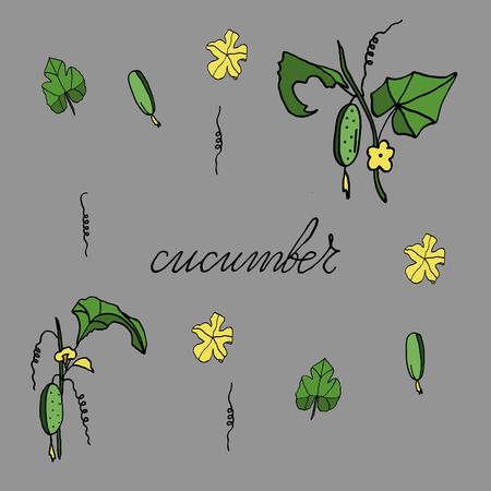 isolated on white background Cucumber on a branch, hand-drawing, doodle styleのイラスト素材