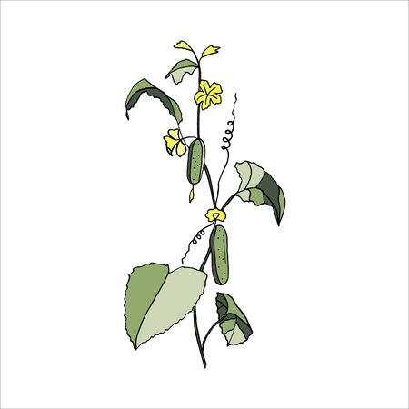isolated on white background Cucumber on a branch, hand-drawing, doodle styleのイラスト素材