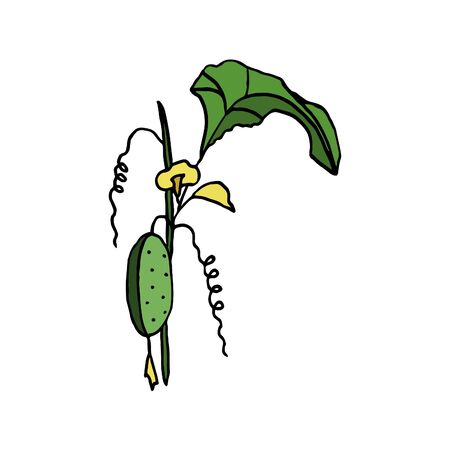isolated on white background Cucumber on a branch, hand-drawing, doodle styleのイラスト素材