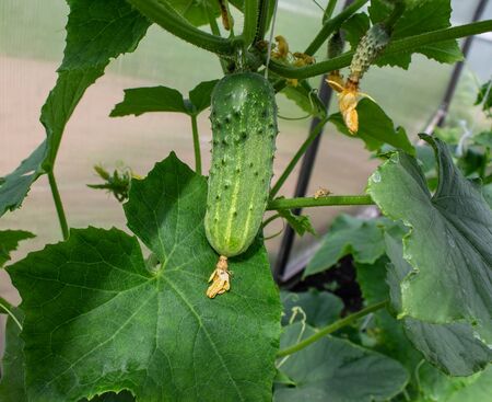 Photo Bush cucumbers in the summer in the gardenの写真素材