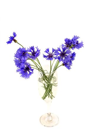 photos of blue flowers bouquet of cornflowers in a vase, isolate on a white backgroundの写真素材