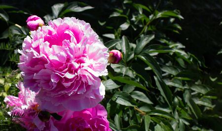 pink peon on a bush in the gardenの写真素材