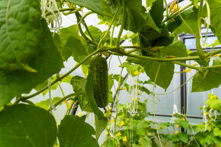 cucumber on the branch, close up photoの写真素材