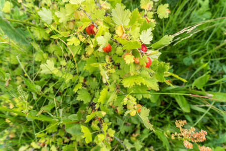 gooseberry bush with berries in summer