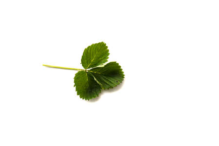 Isolated on white background strawberry leaf, close-up photo