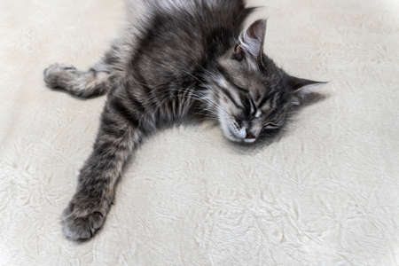 cat photo, nice background or cover for notebooks