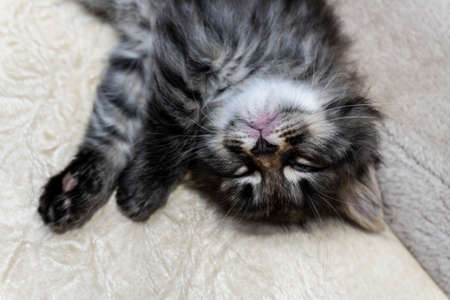 Picture a small kitten, a beautiful background or cover for notebooksの写真素材