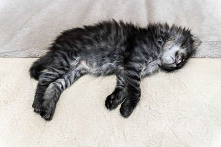 Picture a small kitten, a beautiful background or cover for notebooksの写真素材