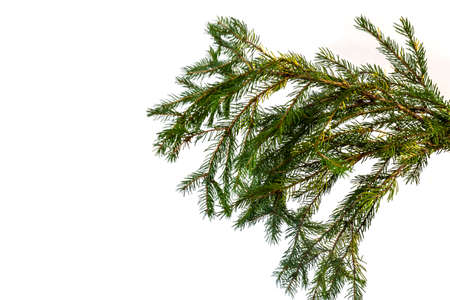 Christmas tree branch, isolate, design element for christmas