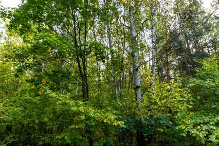 beautiful autumn forest in September, can be used for backgrounds, cards, wallpapers on PC and...