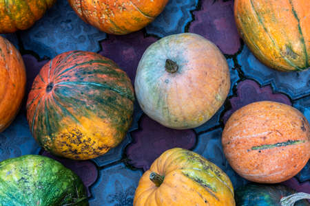 photo many pumpkins, harvest in autumn
