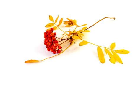 Isolated on white background rowan branch with red berriesの写真素材