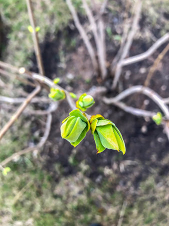 Early spring in the garden, young leaflets bloom on the branches of the apple tree