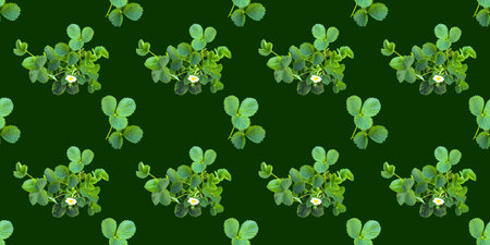 Beautiful seamless pattern with strawberry bush, can be used as packaging for fruit.の写真素材