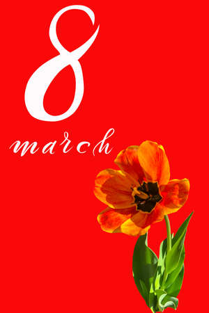 International Women's Day March 8! Flat Lay, banner, greeting card with flowers from March 8.の写真素材