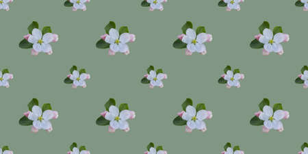 Seamless pattern with apple tree flowersの写真素材