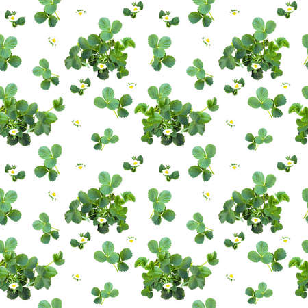 Beautiful seamless pattern with strawberry bush, can be used as packaging for fruit.の写真素材