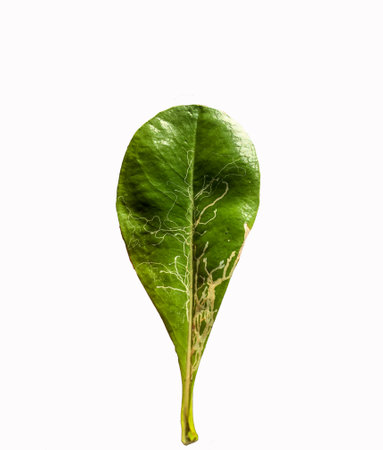 Isolated on white background Tropical leafの写真素材