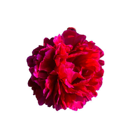 Stock Foto Flower pink peon, beautiful summer flowerの写真素材