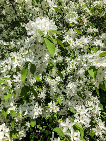Apple tree blooms in spring in the garden with white flowers