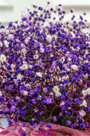 Blue, Lilac and White Gypsophila Flowersの写真素材