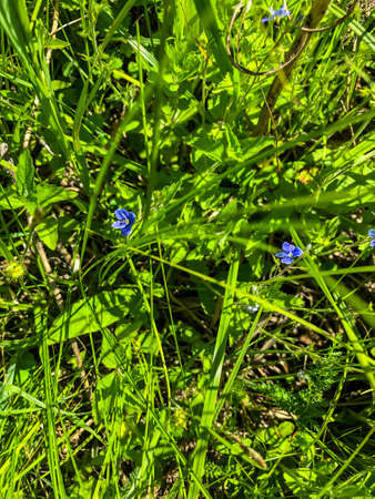 Stock Foto Field colors in summer in the fieldの写真素材