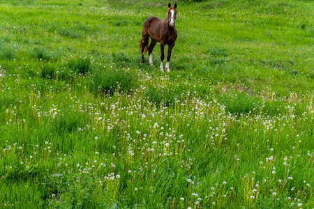 Brown horse walks in the field in summerの写真素材