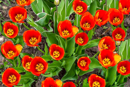 Red tulips in spring in the gardenの写真素材
