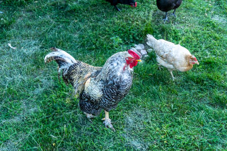 Chicken and rooster walk on herb outside the yard in the villageの写真素材