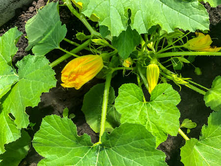 bush zucchini, blooms in spring yellow flowerの写真素材