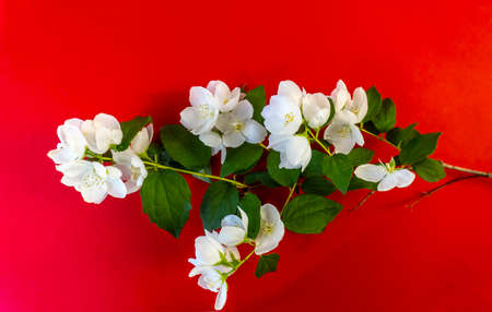 Beautiful white jasmine flowers, blooming jasmine twigの写真素材