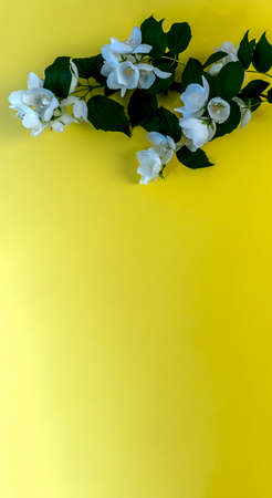 Flat lay with copy space for the wedding, birthday, party or other celebration, Beautiful White...