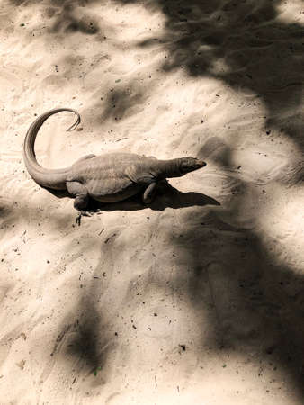 photo lizard on the beach