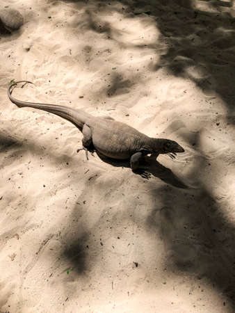 photo lizard on the beachの写真素材