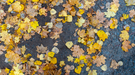 Autumn landscape, forest in autumn, yellow leaves. Beautiful background or screen saver on the phone...