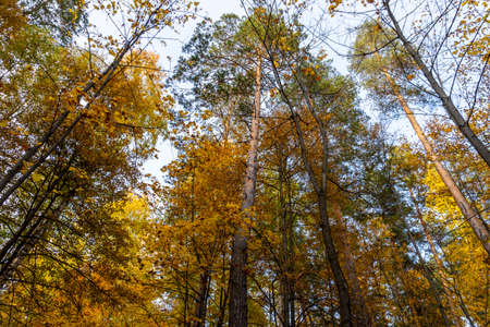 Autumn landscape, forest in autumn, yellow leaves. Beautiful background or screen saver on the phone...