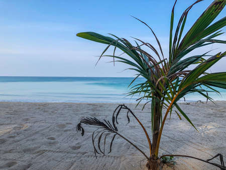 beach, palm trees and Andaman sea in Thailand on Phuket island