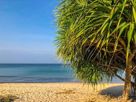 beach, palm trees and Andaman sea in Thailand on Phuket islandの写真素材