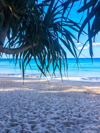 beach, palm trees and Andaman sea in Thailand on Phuket islandの写真素材