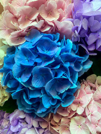 bouquet of flowers hydrangea multicoloredの写真素材